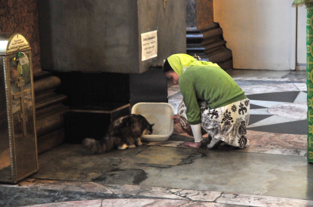 gatto in chiesa 3