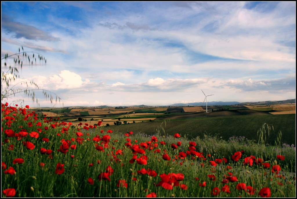 Terra d'Abruzzo