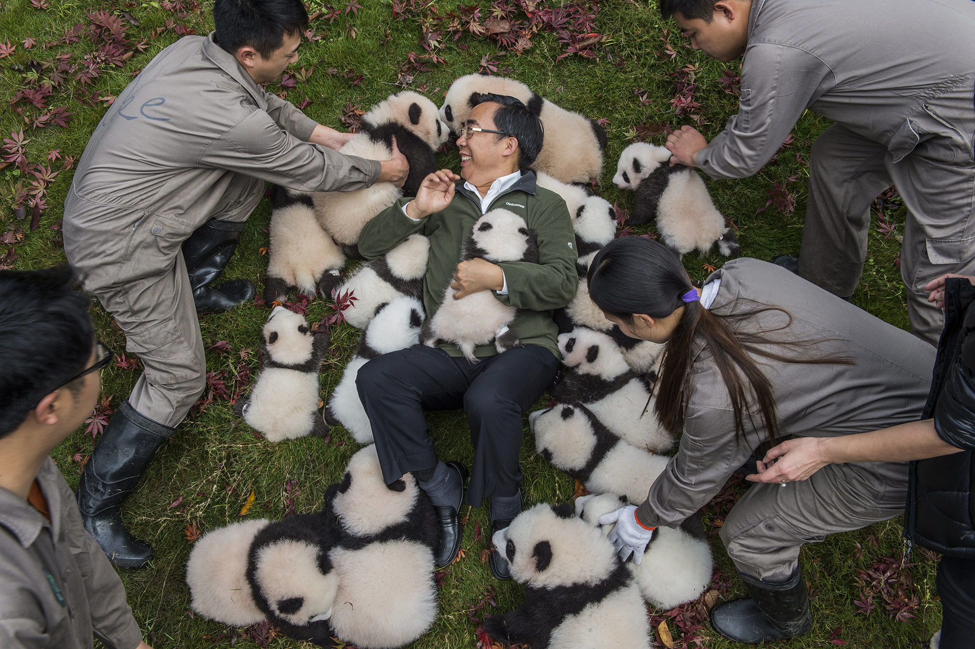 Zhang Hemin—“Papa Panda” to his staff—poses with cubs born in 2015 at Bifengxia Panda Base. “Some local people say giant pandas have magic powers,” says Zhang, who directs many of China’s panda conservation efforts. “To me, they simply represent beauty and peace.”